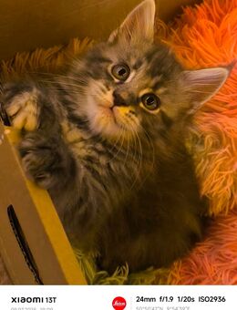 Reinrassige Maine coon kitten weiblich - Hohenroda