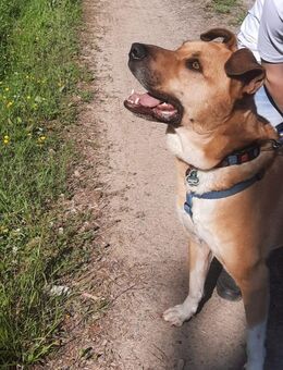 Scooby sucht ein neues Zuhause - Meinerzhagen