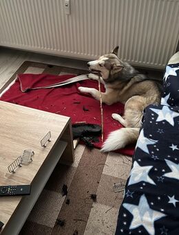 Verkauf - Halle (Saale)