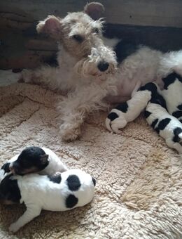 Drahthaar -Foxterrier-Welpen - Blowatz