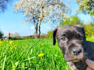 Cane Corso Mischlingswelpe Sucht Zuhause - Hahn