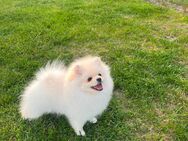 Pomeranian - Großenkneten