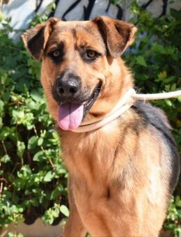 Carla ihr Traum ist eine Familie... - Laatzen