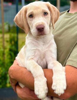 Labrador Welpe Rüde Weiß Champagner beige - Viersen