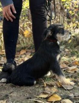 Texton, Hundejunge sucht dich - Heinsberg