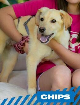 Chips - suche Sportler und Schmuser - Berlin
