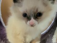 Sibirische Kitten,Neva Masquarade Babykatzen