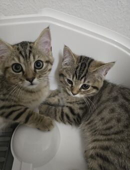 Verspielte Katzenbabys (Mix aus BKH & Bengal-Perser) suchen liebevolles Zuhause - Berlin