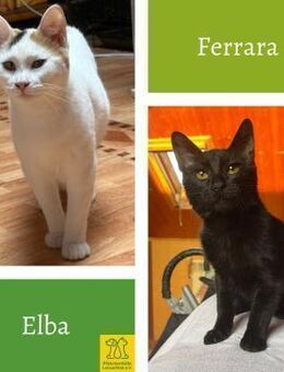 Elba & Ferrara Freundinnen suchen 🏠 - Benediktbeuern