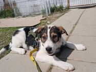 🐶 Verspielter Welpe Rocky sucht dich! - Eislingen (Fils)