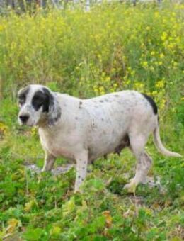 SAnfte Sandy sucht liebes Zuhause - Kropp