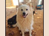 Sozialer Spitz: FOXY (45 cm) super lieb! - Meinerzhagen