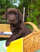 Labrador Welpen Showline in braun in 48336