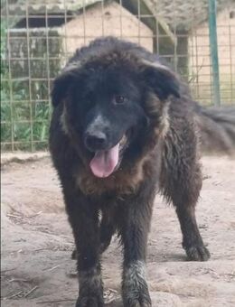 Isabeau💛💛💛 möchte Familienhund werden - Bad Karlshafen