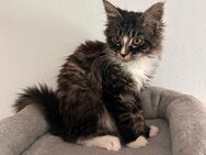 Maine Coon kitten Mädchen - Daun