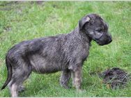 Irish Wolfhound Welpen - Kollmar