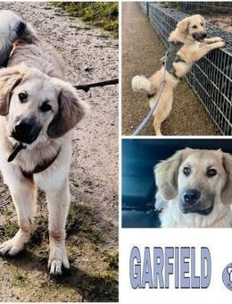 GARFIELD - lieb & anhänglich- - Duisburg