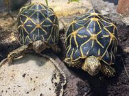 2 Sternschildkröten (Geochelone elegans) von 2020 - Heddesheim