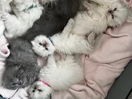 Zuckersüße Britisch Langhaar Kitten suchen ein neues Zuhause 🌸 - Berlin