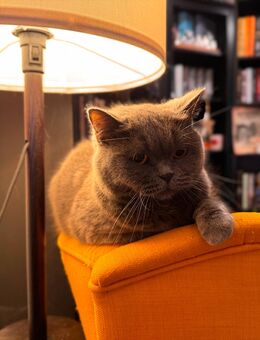 Zwei BKH Katzen zum abgeben - Sankt Ingbert