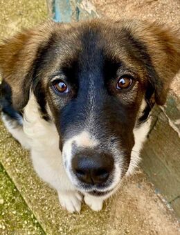 Süße VIRGINIA auf Körbchensuche - Sandhausen