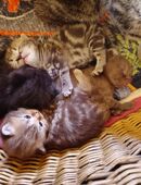 Britisch Kurzhaar Kitten in 06184