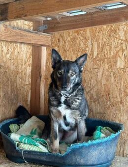 Brandy, liebevoll und schüchtern - Süderholz