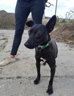 Cleo ist sehr freundlich und verspielt ! - Dortmund