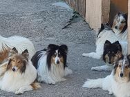 Wir erwarten Collie Welpen Ami linien - Bürstadt