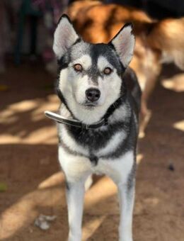 Bimba eine wunderschöne Husky Hündin - Berlin