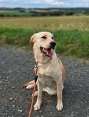 Hund in 06112