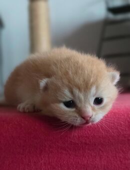 BKH 1 Katerchen frei mit Stammbaum - Rheinzabern