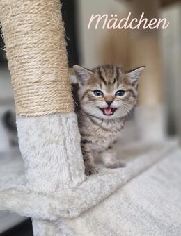 1 WUNDERSCHÖNES BKH Kitten - Kassel