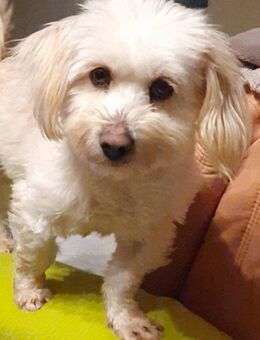 ANIA 3-jährige Bologneser - Kassel