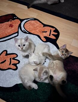Brumilla Mischlings Kitten zu verkaufen (NUR IN PAAR UND 350€ PRO PAAR) - Mülheim (Ruhr)