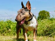 Miniatur Bull-Terrier - Karlsruhe