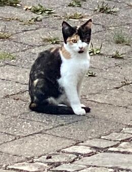 Katzenbabys - Tittmoning