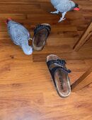 Graupapagei Karl karlo / Bubi bin der kleine Wauwau entflogen in 27632