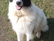 Terry, a.d.Tierschutz, ca 70 cm Schulterhöhe, sucht Familienanschluss - Boxberg (Oberlausitz)
