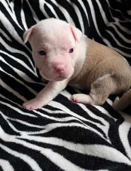 American bully Babys - Eisleben (Lutherstadt)