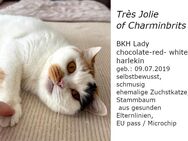 BKH Lady Très Jolie sucht liebevolles Zuhause auf Lebenszeit. - Suderburg