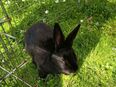 Süßer zutraulicher Hase 7 Monate männlich in 72631