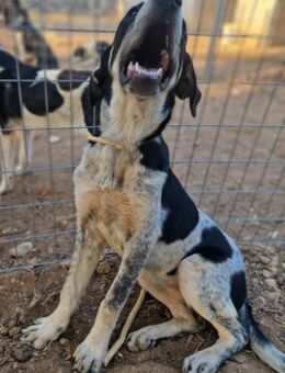 Kendra - perfekte kleine Lady - Mettmann