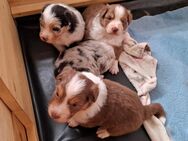 Australien Sheppard Welpen - Birken-Honigsessen