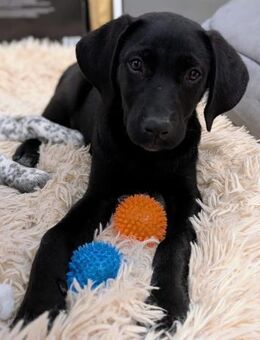 Kleine Onyx möchte mit dir groß werden - Grevenbroich