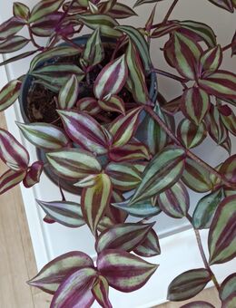 Tradescantia cebrina - Berlin