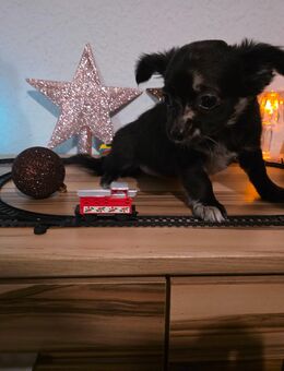 Unsere hündin sucht noch ein warmes Plätzchen - Lelkendorf