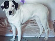 Jiji sucht dringend ein Zuhause 07/23 DE - Ruppertsecken