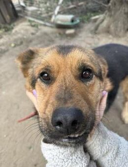 Berci - liebevoller anhänglicher Bursche - Köln