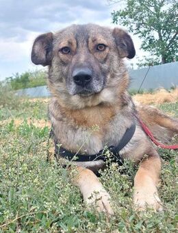 Ylenia, sehr freundlich und lieb - Bonndorf (Schwarzwald)